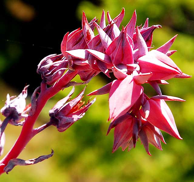 Coral Succulent