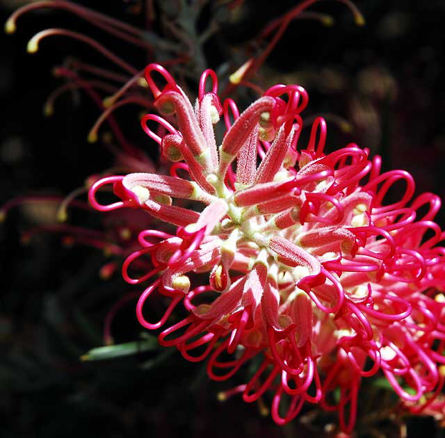 Bottle-Brush Tree