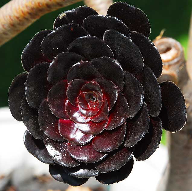 Decorative Artichoke