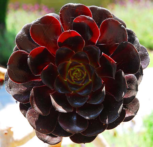 Decorative Artichoke