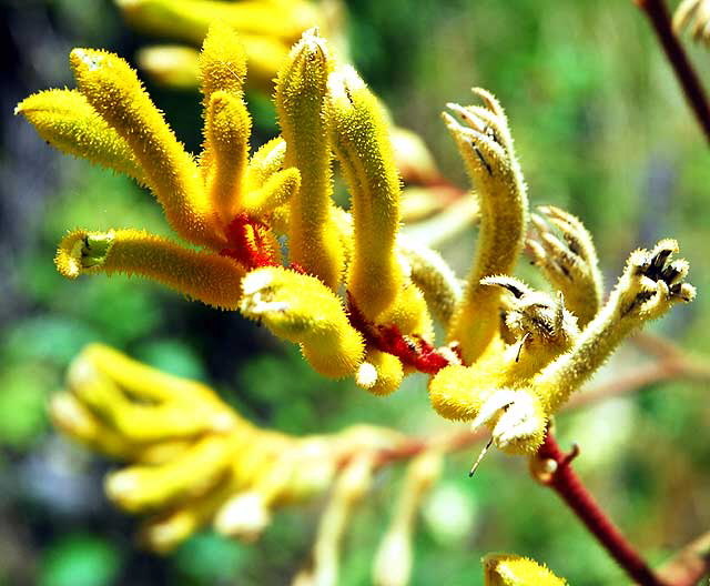 Fuzzy Yellow