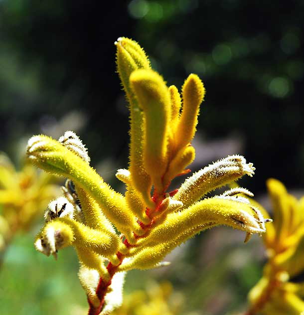 Fuzzy Yellow