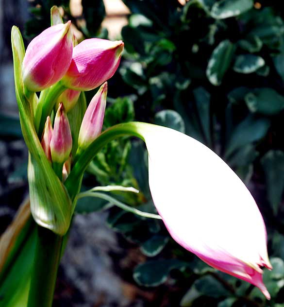 Lilies, Will Rogers Memorial Park, Beverly Hills, Saturday, August 14, 2010