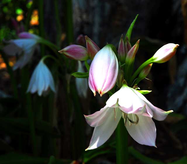 Lilies, Will Rogers Memorial Park, Beverly Hills, Saturday, August 14, 2010