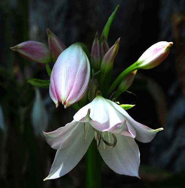 Lilies, Will Rogers Memorial Park, Beverly Hills, Saturday, August 14, 2010