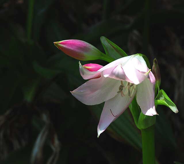 Lilies, Will Rogers Memorial Park, Beverly Hills, Saturday, August 14, 2010