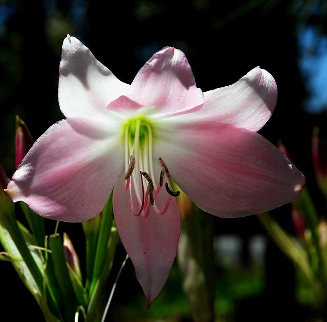 Lilies, Will Rogers Memorial Park, Beverly Hills, Saturday, August 14, 2010