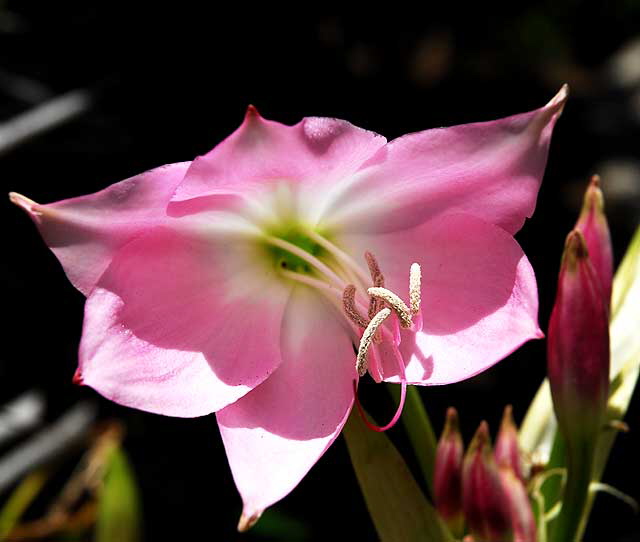 Lilies, Will Rogers Memorial Park, Beverly Hills, Saturday, August 14, 2010