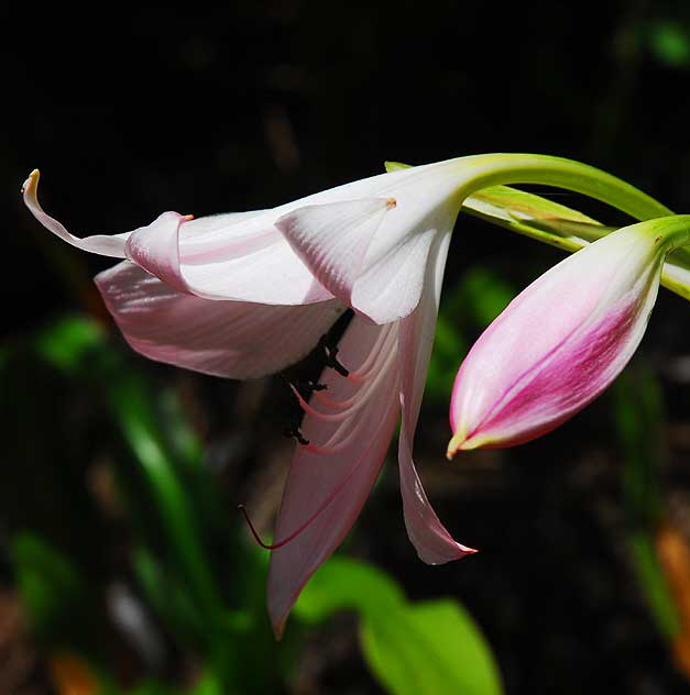 Lilies, Will Rogers Memorial Park, Beverly Hills, Saturday, August 14, 2010