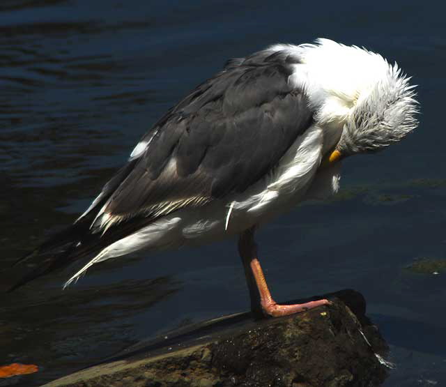 Gull, Playa Del Rey, Los Angeles, Wednesday, August 18, 2010