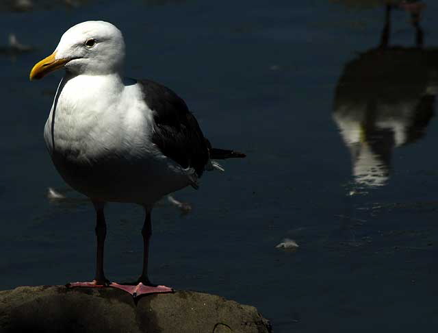 Gull, Playa Del Rey, Los Angeles, Wednesday, August 18, 2010