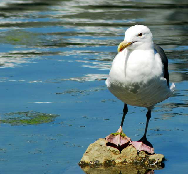 Gull, Playa Del Rey, Los Angeles, Wednesday, August 18, 2010