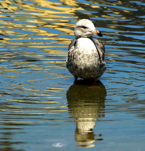 Gull, Playa Del Rey, Los Angeles, Wednesday, August 18, 2010