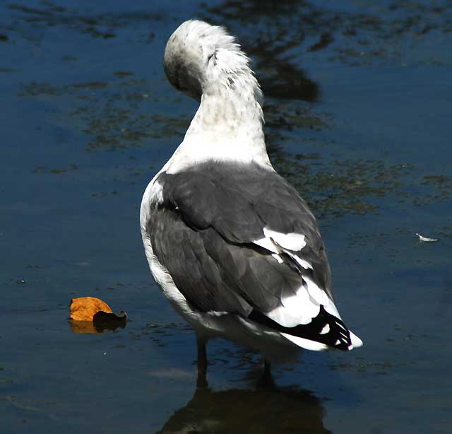 Gull, Playa Del Rey, Los Angeles, Wednesday, August 18, 2010