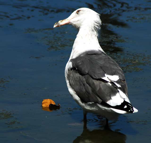 Gull, Playa Del Rey, Los Angeles, Wednesday, August 18, 2010