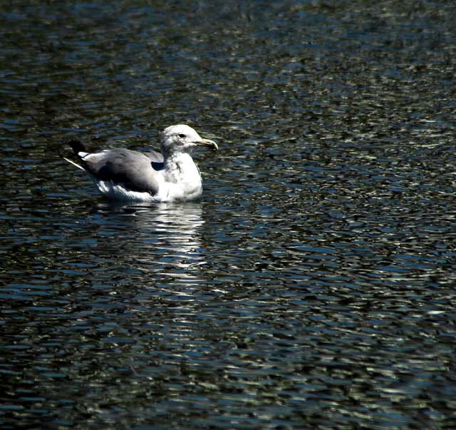 Gull, Playa Del Rey, Los Angeles, Wednesday, August 18, 2010