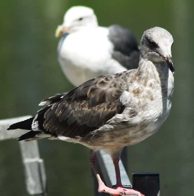 Gull, Playa Del Rey, Los Angeles, Wednesday, August 18, 2010