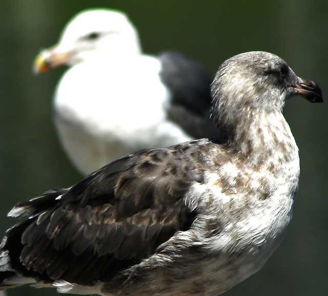 Gull, Playa Del Rey, Los Angeles, Wednesday, August 18, 2010