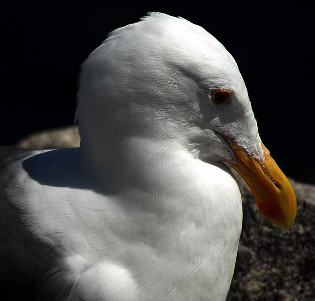 Gull, Playa Del Rey, Los Angeles, Wednesday, August 18, 2010