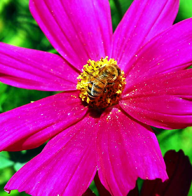 Bee at work, curbside garden on San Vicente, West Hollywood, Saturday, August 21, 2010