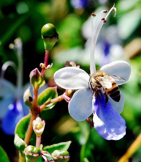 Bee at work, curbside garden on San Vicente, West Hollywood, Saturday, August 21, 2010