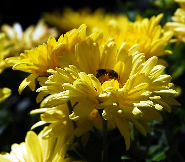 Bee at work, curbside garden on San Vicente, West Hollywood, Saturday, August 21, 2010