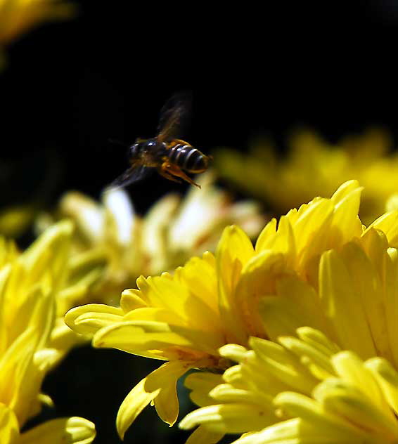 Bee at work, curbside garden on San Vicente, West Hollywood, Saturday, August 21, 2010