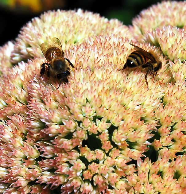Bees at work, curbside garden on San Vicente, West Hollywood, Saturday, August 21, 2010