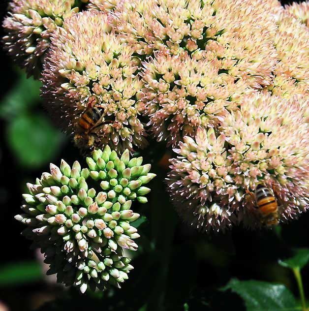 Bees at work, curbside garden on San Vicente, West Hollywood, Saturday, August 21, 2010