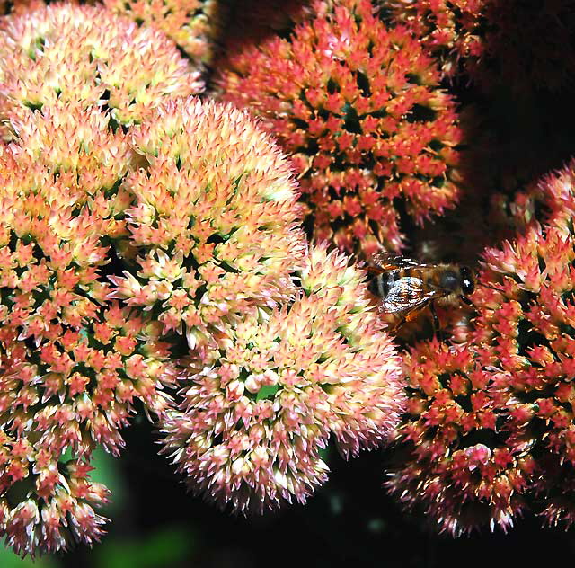 Bee at work, curbside garden on San Vicente, West Hollywood, Saturday, August 21, 2010