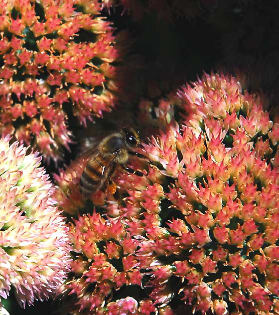 Bee at work, curbside garden on San Vicente, West Hollywood, Saturday, August 21, 2010