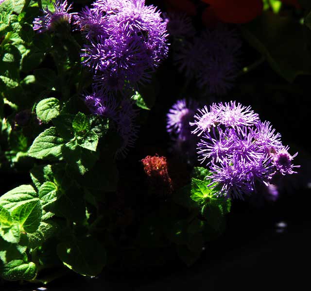 Curbside garden on San Vicente, West Hollywood, Saturday, August 21, 2010