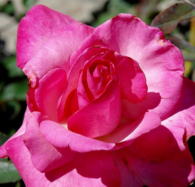 Rose, curbside garden on San Vicente, West Hollywood, Saturday, August 21, 2010