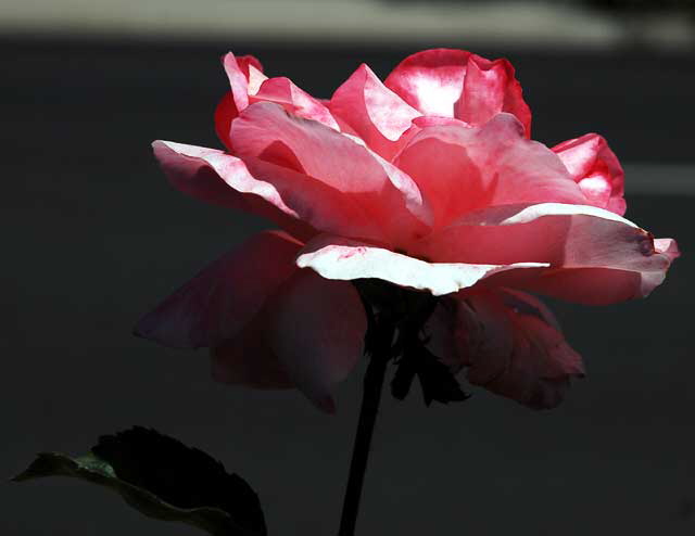 Rose, curbside garden on San Vicente, West Hollywood, Saturday, August 21, 2010