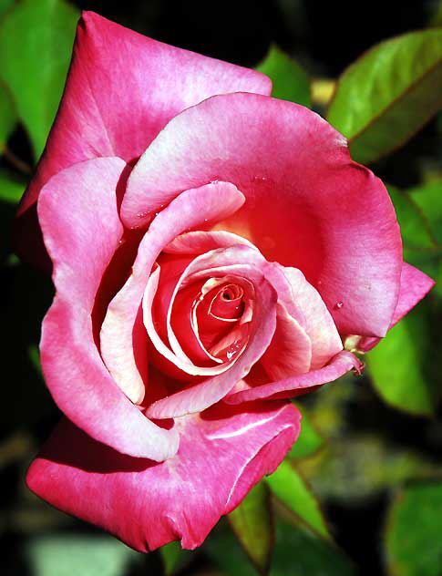 Rose, curbside garden on San Vicente, West Hollywood, Saturday, August 21, 2010