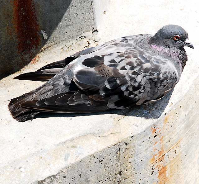 Pigeon on Manhattan Beach Pier, Tuesday, August 24, 2010
