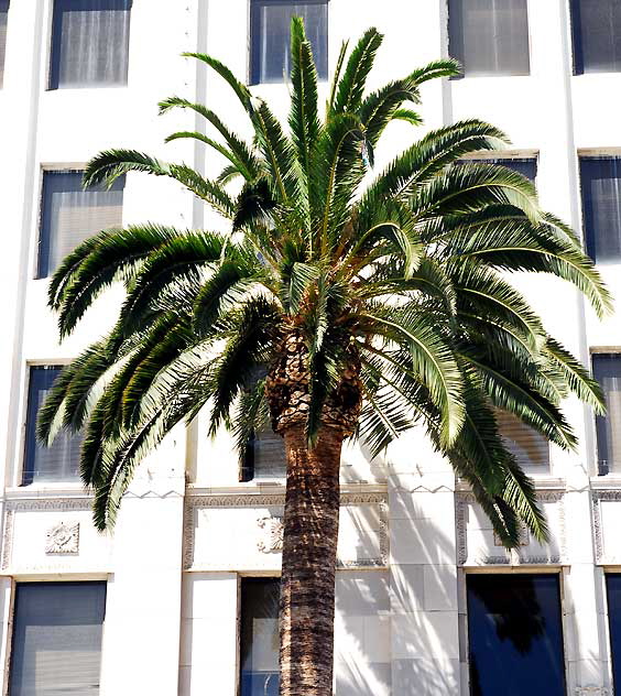 Hollywood Boulevard Palm