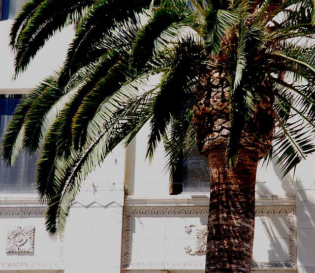 Hollywood Boulevard Palm