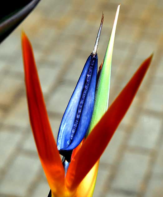 Bird of Paradise, gardens at the Crossroads of the World, 6671 Sunset Boulevard, Hollywood