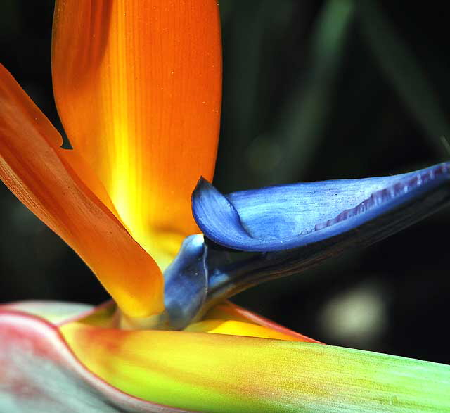 Bird of Paradise, gardens at the Crossroads of the World, 6671 Sunset Boulevard, Hollywood