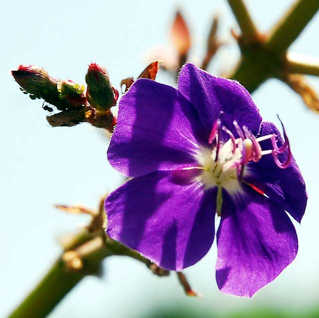 Purple bloom, gardens at the Crossroads of the World, 6671 Sunset Boulevard, Hollywood