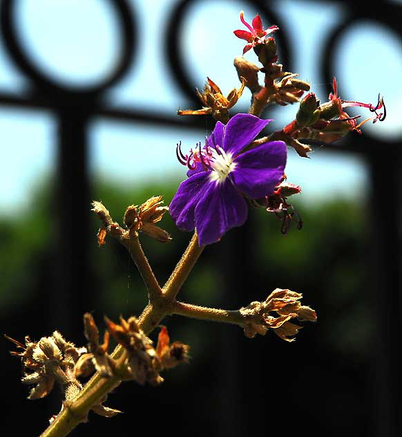 Purple bloom, gardens at the Crossroads of the World, 6671 Sunset Boulevard, Hollywood