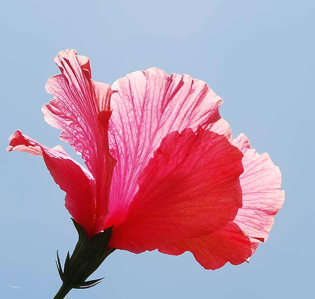 Hibiscus, gardens at the Crossroads of the World, 6671 Sunset Boulevard, Hollywood