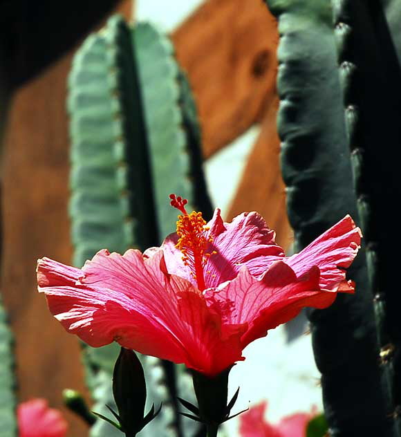 Hibiscus, gardens at the Crossroads of the World, 6671 Sunset Boulevard, Hollywood