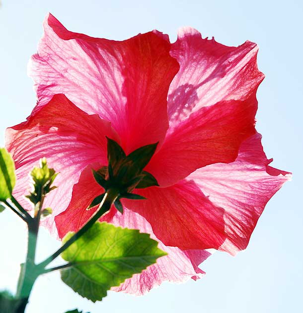 Hibiscus, gardens at the Crossroads of the World, 6671 Sunset Boulevard, Hollywood