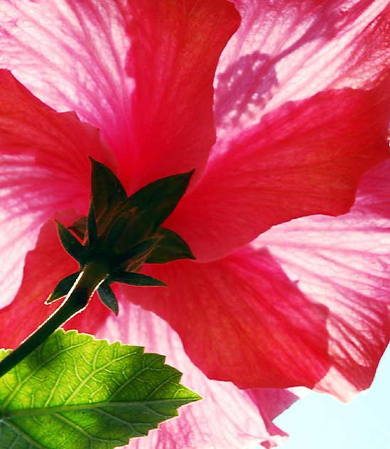 Hibiscus, gardens at the Crossroads of the World, 6671 Sunset Boulevard, Hollywood