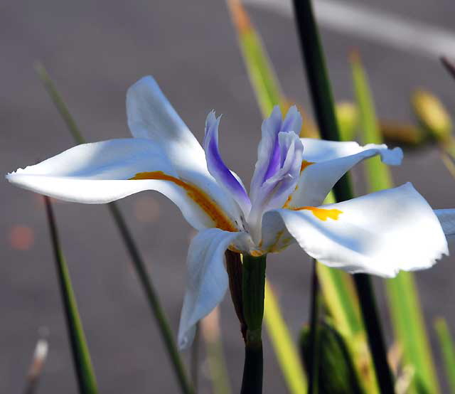 Paper-White Narcissus, gardens at the Crossroads of the World, 6671 Sunset Boulevard, Hollywood