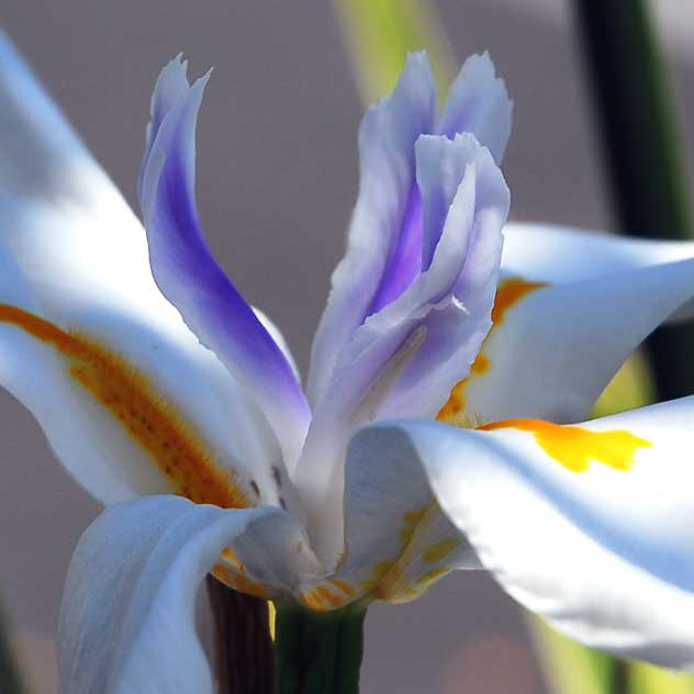 Paper-White Narcissus, gardens at the Crossroads of the World, 6671 Sunset Boulevard, Hollywood