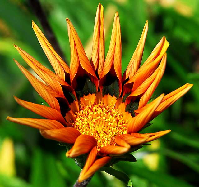 Shasta daisy, gardens at the Crossroads of the World, 6671 Sunset Boulevard, Hollywood