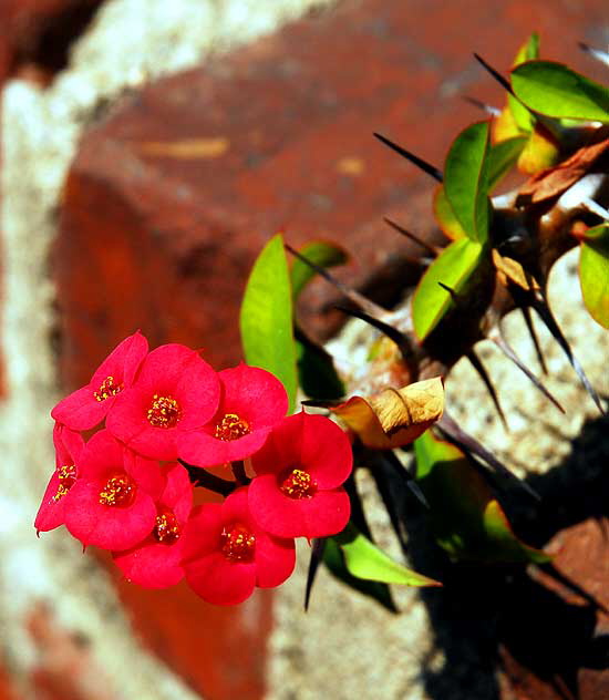 Red blooms and thorns, gardens at the Crossroads of the World, 6671 Sunset Boulevard, Hollywood